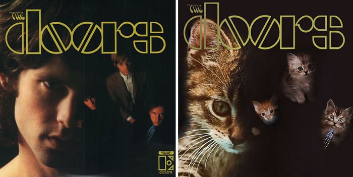 gatos46