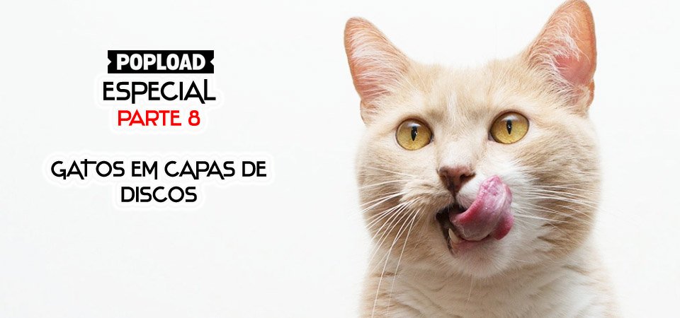 gatos8_slider